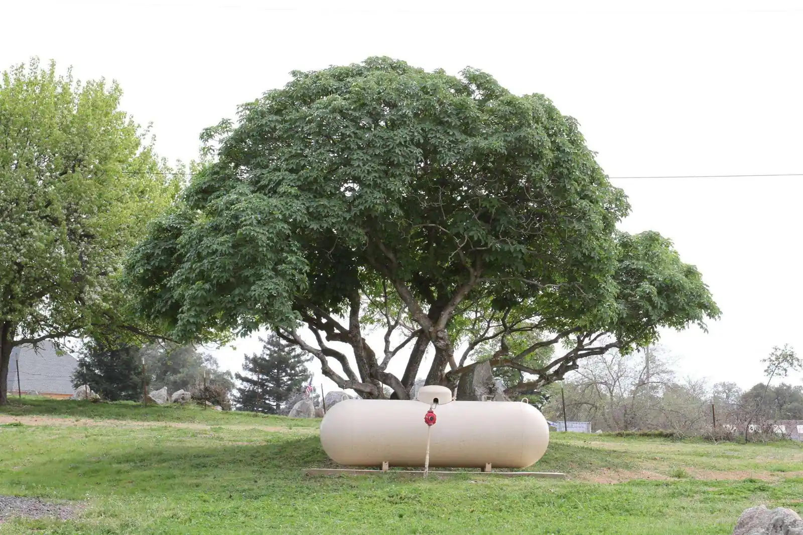 Residential propane tank set on a lawn under an oak tree